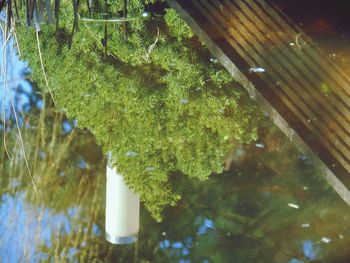 Close-up of water drops on tree