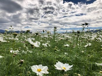 Close-up of white flowering plants on field against sky