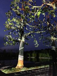 Close-up of flower tree against sky