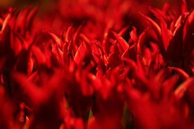 Full frame shot of red flowering plants