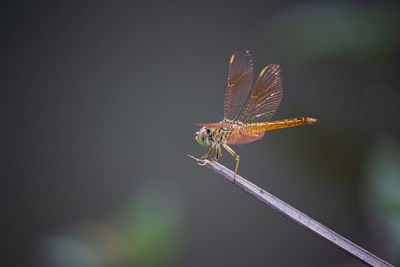 Close-up of dragonfly on leaf