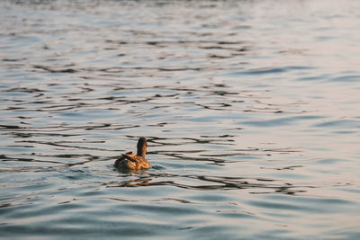 View of duck swimming in lake