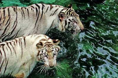 Full frame shot of cat drinking water