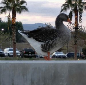 Palm trees against sky