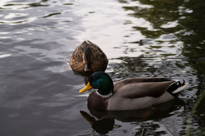 High angle view of mallard duck swimming in lake