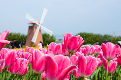 Close-up of traditional windmill on field against clear sky