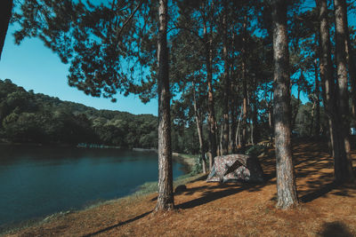 Scenic view of lake in forest against sky