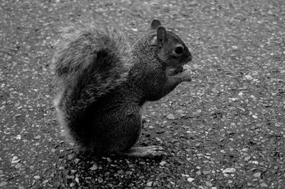 High angle view of squirrel sitting on field