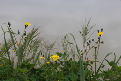 Yellow flowers blooming on field against sky