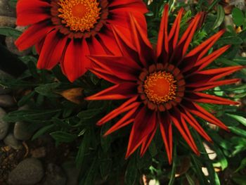 Close-up of red flower blooming outdoors