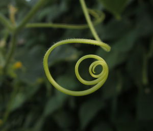 In this photo you can see a green cucumber tendril 