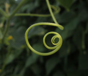 Close-up of plant