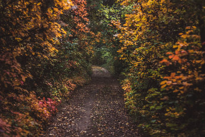 Footpath amidst trees in forest during autumn