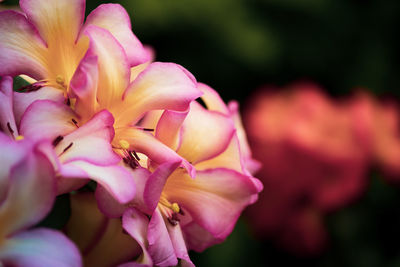 Close-up of pink flowering plant