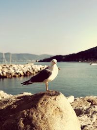 Seagull perching on rock by sea against clear sky