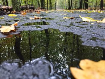 Stream in forest