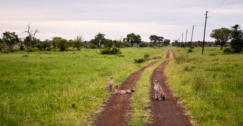 Cheetah cubs resting on dirt road amidst grassy field against sky