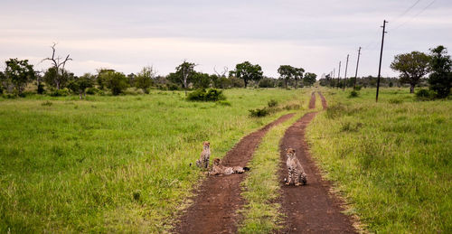 Road passing through field