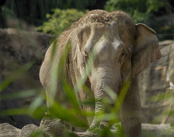 Close-up of elephant in forest