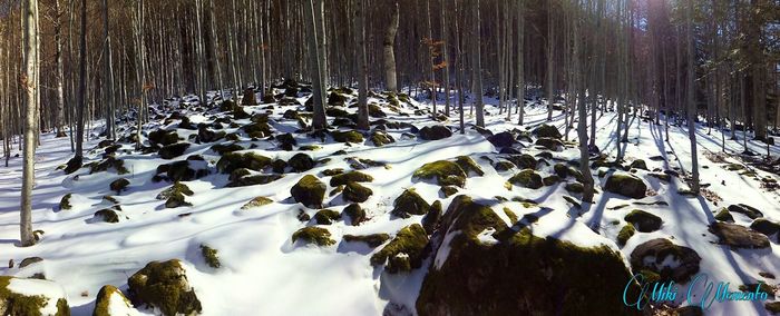 Scenic view of snow covered landscape