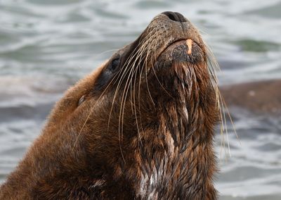 Giant sea lion