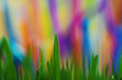 Close-up of multi colored leaves