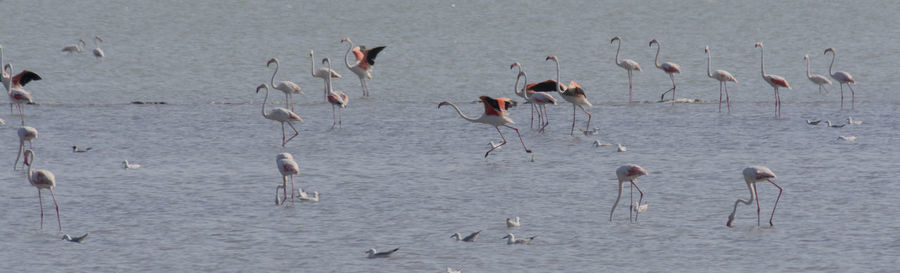 Birds in lake