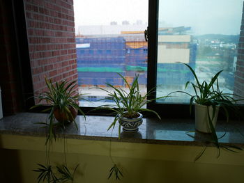 Close-up of potted plant on window