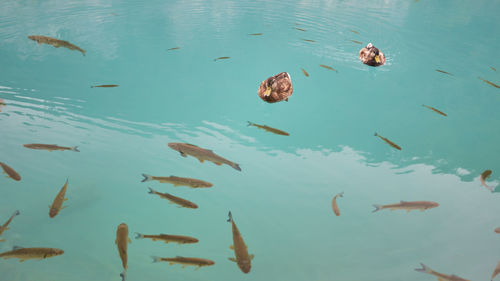 High angle view of ducks swimming in sea