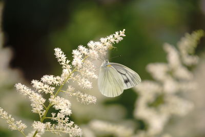 Close-up of white dandelion flower