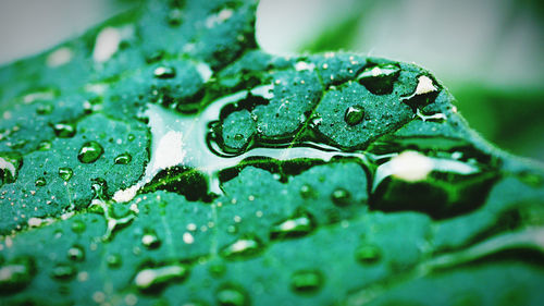 Close-up of raindrops on green leaves