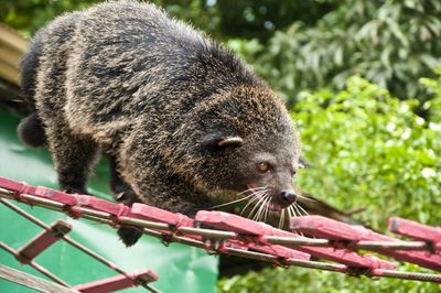 Low angle view of bear cat in zoo