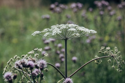 Close-up of purple flowering plant on field