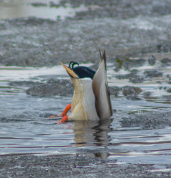 View of duck swimming in lake