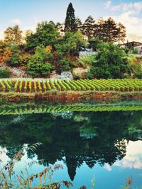 Reflection of trees in pond