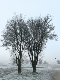 Tree on snow covered field against sky