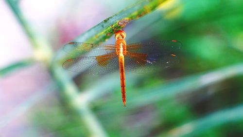 Close-up of dragonfly on leaf