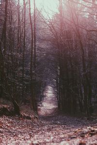 Dirt road passing through forest