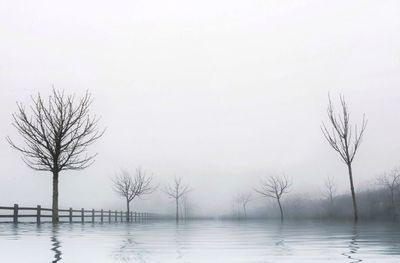 Bare trees in lake