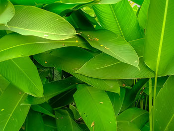 Full frame shot of green leaves