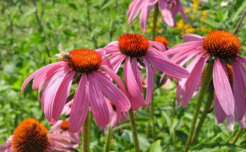 Close-up of purple coneflower blooming outdoors