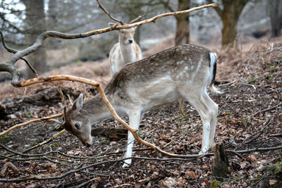 Deer in a forest