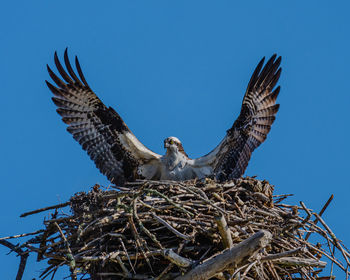 Low angle view of eagle nest against clear blue sky