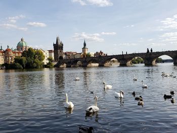 Swans below the charles bridge