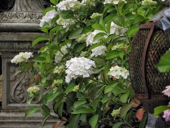 Close-up of plants