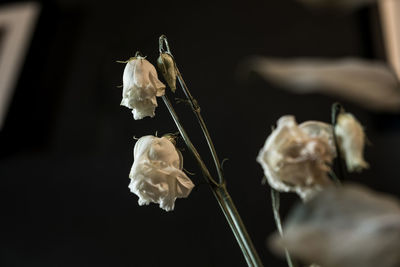 Close-up of white flowers against blurred background