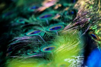 Close-up of peacock