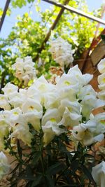 Close-up of white flowers on tree