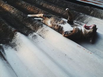 High angle view of cat sleeping