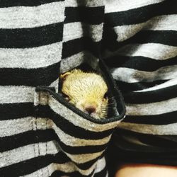 High angle view of animal on bed